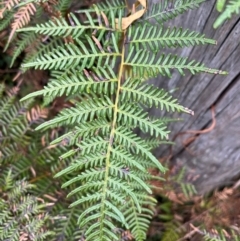 Pteridium esculentum at Harolds Cross, NSW - 17 Aug 2024