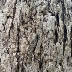 Eucalyptus (genus) (A Gum Tree) at Harolds Cross, NSW - 17 Aug 2024 by courtneyb