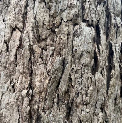 Eucalyptus (genus) (A Gum Tree) at Harolds Cross, NSW - 17 Aug 2024 by courtneyb