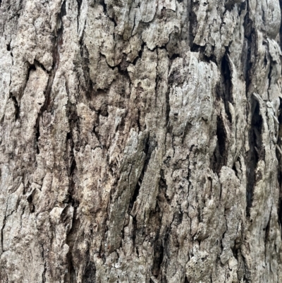 Eucalyptus sp. (A Gum Tree) at Harolds Cross, NSW - 17 Aug 2024 by courtneyb