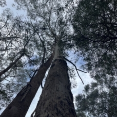 Eucalyptus sp. at Harolds Cross, NSW - 17 Aug 2024 03:08 PM