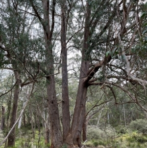 Eucalyptus fastigata at Harolds Cross, NSW - 17 Aug 2024 02:42 PM