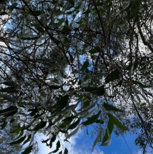 Eucalyptus fastigata at Harolds Cross, NSW - 17 Aug 2024