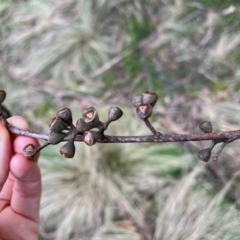 Eucalyptus fastigata at Harolds Cross, NSW - 17 Aug 2024