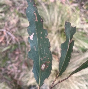 Eucalyptus fastigata at Harolds Cross, NSW - 17 Aug 2024 02:42 PM