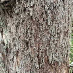 Eucalyptus (genus) (A Gum Tree) at Harolds Cross, NSW - 17 Aug 2024 by courtneyb