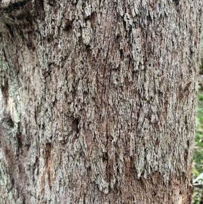 Eucalyptus (genus) (A Gum Tree) at Harolds Cross, NSW - 17 Aug 2024 by courtneyb