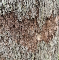 Eucalyptus sp. at Harolds Cross, NSW - 17 Aug 2024