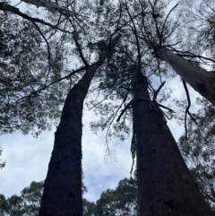 Eucalyptus sp. at Harolds Cross, NSW - 17 Aug 2024