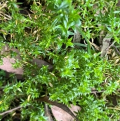 Stellaria pungens (Prickly Starwort) at Harolds Cross, NSW - 17 Aug 2024 by courtneyb