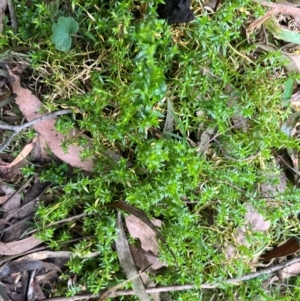 Stellaria pungens at Harolds Cross, NSW - 17 Aug 2024