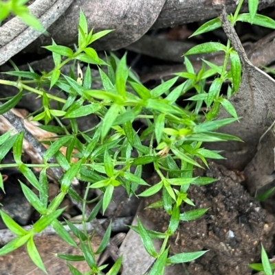 Stellaria pungens (Prickly Starwort) at Harolds Cross, NSW - 17 Aug 2024 by courtneyb