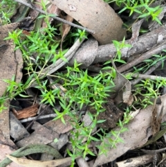 Stellaria pungens at Harolds Cross, NSW - 17 Aug 2024 03:10 PM