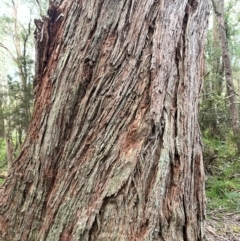 Eucalyptus fastigata (Brown Barrel) at Harolds Cross, NSW - 17 Aug 2024 by courtneyb