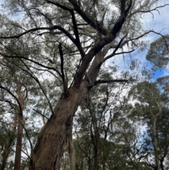 Eucalyptus fastigata at Harolds Cross, NSW - 17 Aug 2024