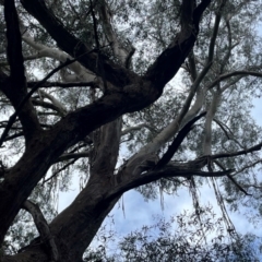 Eucalyptus fastigata at Harolds Cross, NSW - 17 Aug 2024 03:11 PM