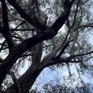 Eucalyptus fastigata at Harolds Cross, NSW - 17 Aug 2024