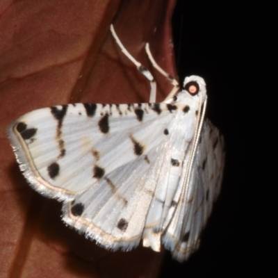 Pycnarmon cribrata (A Crambid moth (Spilomelinae)) by PJH123