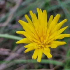 Hypochaeris radicata (Cat's Ear, Flatweed) at Goulburn, NSW - 18 Aug 2024 by trevorpreston