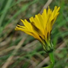 Hypochaeris radicata at Goulburn, NSW - 18 Aug 2024