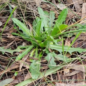 Hypochaeris radicata at Goulburn, NSW - 18 Aug 2024 02:09 PM