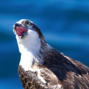 Pandion haliaetus at Rottnest Island, WA - 26 Apr 2024