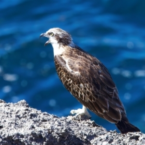 Pandion haliaetus at Rottnest Island, WA - 26 Apr 2024