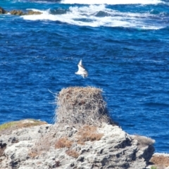 Pandion haliaetus at Rottnest Island, WA - 26 Apr 2024