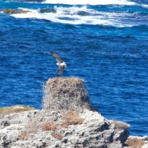 Pandion haliaetus at Rottnest Island, WA - 26 Apr 2024