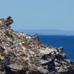 Pandion haliaetus at Rottnest Island, WA - 26 Apr 2024