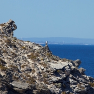 Pandion haliaetus at Rottnest Island, WA - 26 Apr 2024