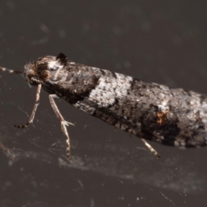 Lepidoscia heliochares at Jerrabomberra, NSW - 16 Aug 2024