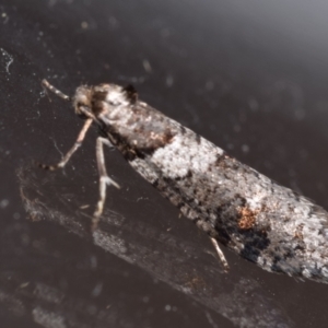 Lepidoscia heliochares at Jerrabomberra, NSW - 16 Aug 2024