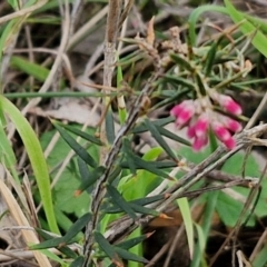 Lissanthe strigosa subsp. subulata at Goulburn, NSW - 18 Aug 2024 02:07 PM