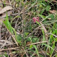 Lissanthe strigosa subsp. subulata at Goulburn, NSW - 18 Aug 2024 02:07 PM