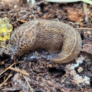 Limax maximus at Goulburn, NSW - 18 Aug 2024 02:05 PM