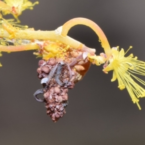 Psychidae (family) IMMATURE at Jerrabomberra, NSW - 18 Aug 2024