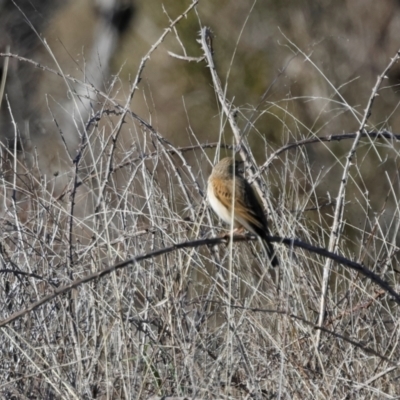 Anthus australis (Australian Pipit) at Strathnairn, ACT - 17 Aug 2024 by richardm