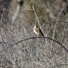 Anthus australis at Strathnairn, ACT - 18 Aug 2024