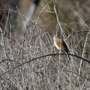 Anthus australis at Strathnairn, ACT - 18 Aug 2024