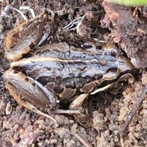 Limnodynastes peronii at Goulburn, NSW - 18 Aug 2024 02:02 PM