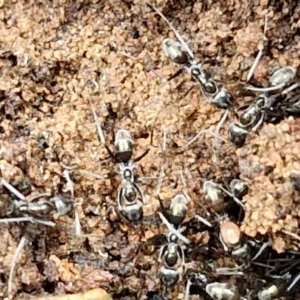 Dolichoderinae (subfamily) at Goulburn, NSW - 18 Aug 2024