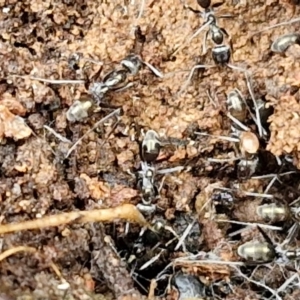 Dolichoderinae (subfamily) at Goulburn, NSW - 18 Aug 2024 02:00 PM