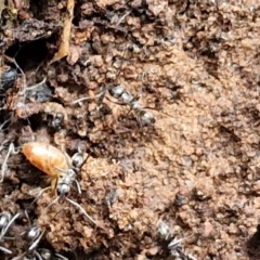 Dolichoderinae (subfamily) at Goulburn, NSW - 18 Aug 2024