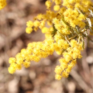 Acacia baileyana at Kaleen, ACT - 18 Aug 2024