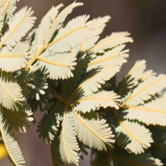 Acacia baileyana at Kaleen, ACT - 18 Aug 2024