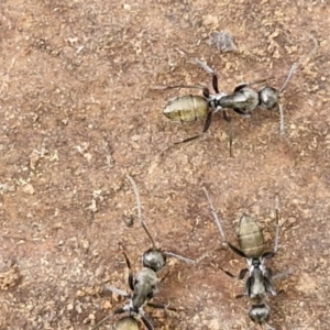 Camponotus aeneopilosus at Goulburn, NSW - 18 Aug 2024