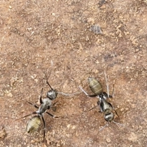 Camponotus aeneopilosus at Goulburn, NSW - 18 Aug 2024