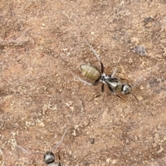 Camponotus aeneopilosus at Goulburn, NSW - 18 Aug 2024