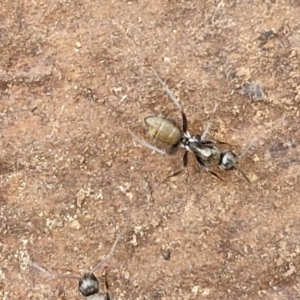 Camponotus aeneopilosus at Goulburn, NSW - 18 Aug 2024 01:55 PM